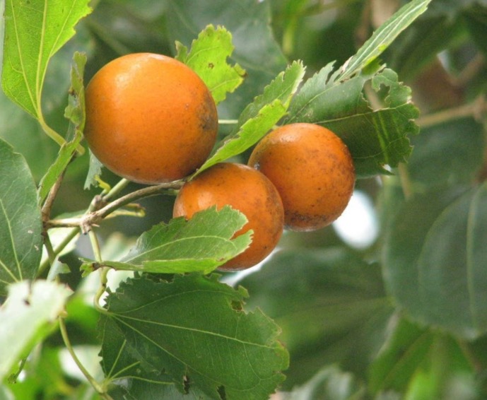 Usada em medicamentos, planta pode combater distúrbios gastrointestinais 