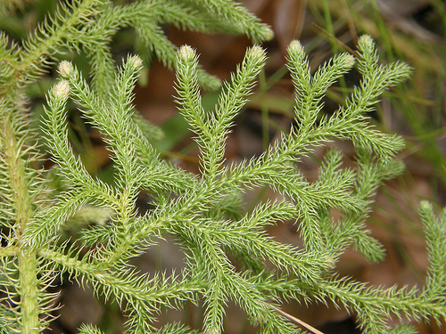 Planta pode ser usada para tratar doenças cutâneas e irritações 