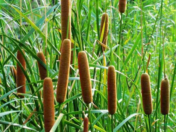 Galhos e pólen seco de planta tratam aftas, inflamações e contusões 