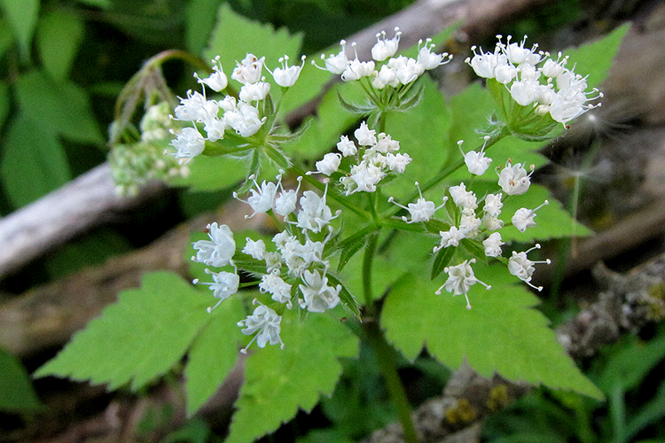 Usada na medicina caseira, planta é indicada em casos de hemorragia interna 