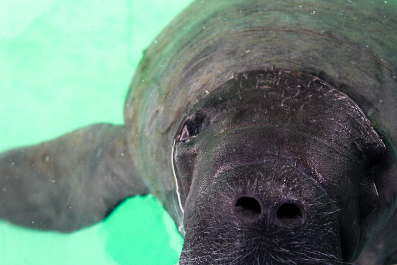 Peixe-boi é retirado da lista de animais em risco de extinção 