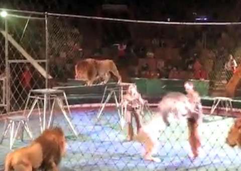 Leão ataca treinador durante apresentação em circo. Veja vídeo  