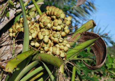 Espécie de coco é conhecida como colírio natural 