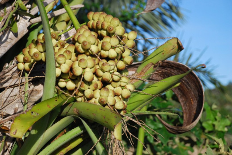 Espécie de coco é conhecida como colírio natural 