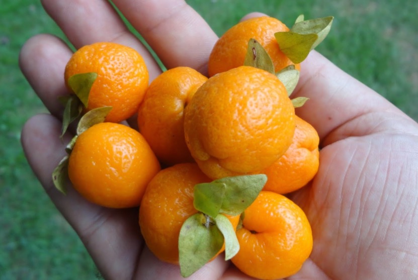 Espécie de pé de laranja trata dores de dente e ouvido