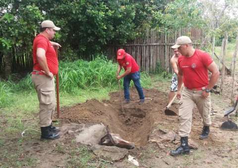 Bombeiros resgatam cavalo que caiu em fossa no interior do AM