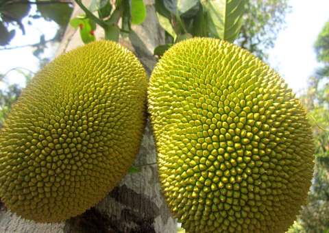 10 benefícios de fruta e suas sementes para intestinos e pele 