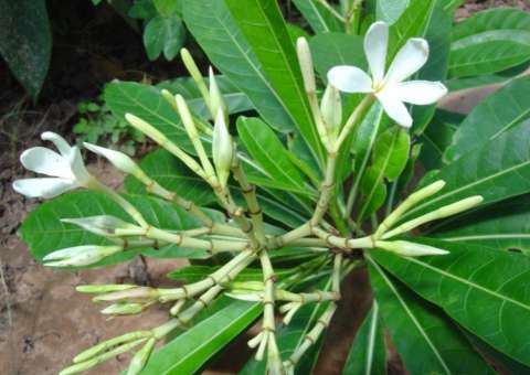 Casca de planta apresenta bons resultados para combater inflamação das articulações 