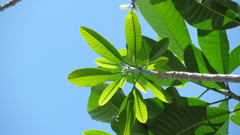 Casca de planta apresenta bons resultados para combater inflamação das articulações 