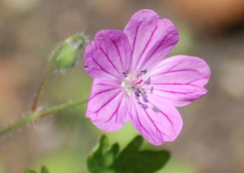 Infusão de planta pode ser usada para tratar inflamações na boca e mau hálito 
