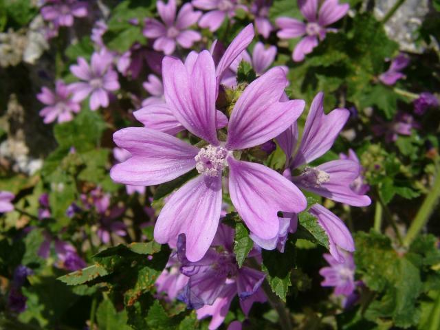 Infusão de planta pode ser usada para tratar inflamações na boca e mau hálito 