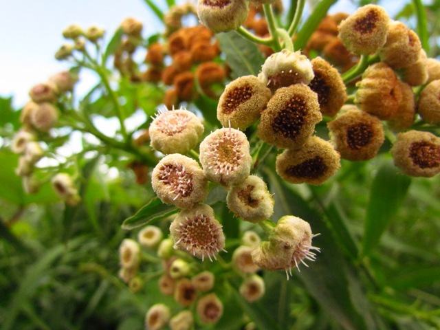 Planta é indicada para combater hemorragia durante a menstruação 