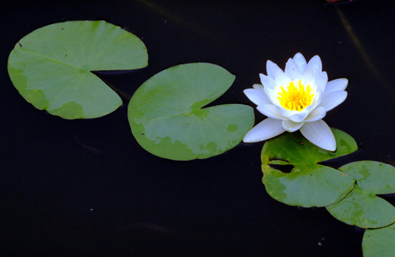Chá de caule de planta pode ser usado como calmante 