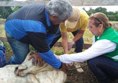 ADAF pretende vacinar 60 mil animais contra febre aftosa no interior do Amazonas 