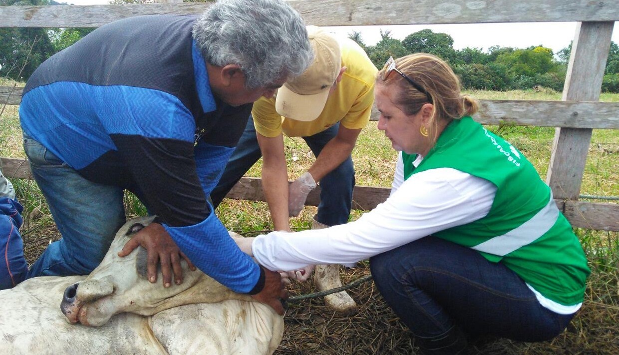 ADAF pretende vacinar 60 mil animais contra febre aftosa no interior do Amazonas 