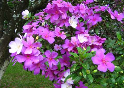 Planta é indicada para tratar reumatismos e artrites 