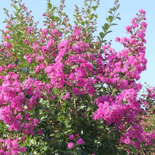 Planta ornamental apresenta propriedade indicada para tratar feridas 