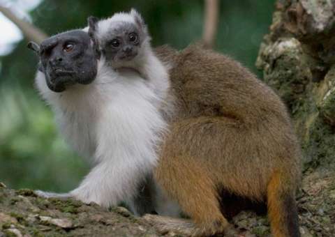 Parceria com WWF Brasil cria programa de monitoramento do Sauim de Coleira