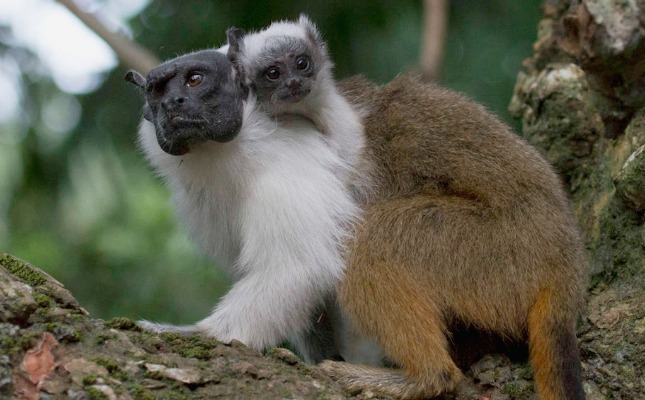 Parceria com WWF Brasil cria programa de monitoramento do Sauim de Coleira