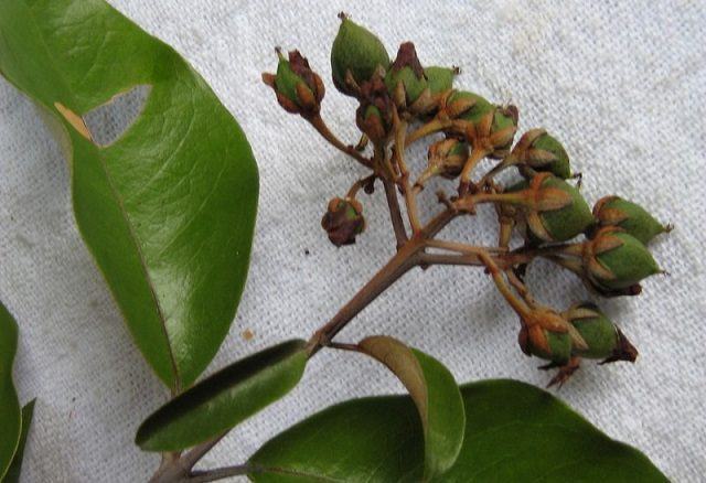 Conheça planta que combate impingem e feridas causadas por inseto 