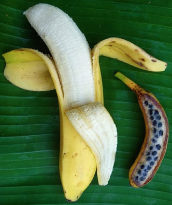 Tipo de banana não comestível pode ser usada como remédio 