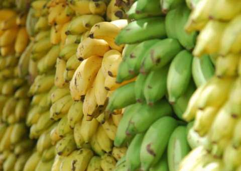 Tipo de banana não comestível pode ser usada como remédio 