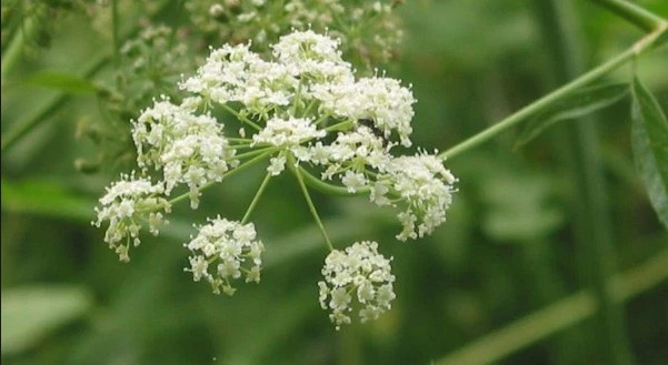 Usada na indústria cosmética, planta diminui frequência de ataques epiléticos   