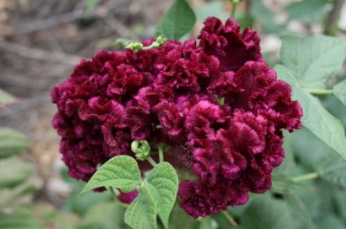 Flores e sementes de planta podem tratar gripe e rouquidão