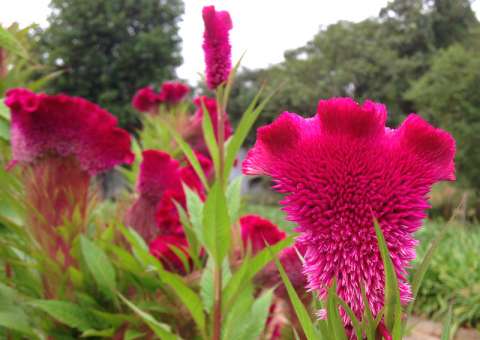 Flores e sementes de planta podem tratar gripe e rouquidão