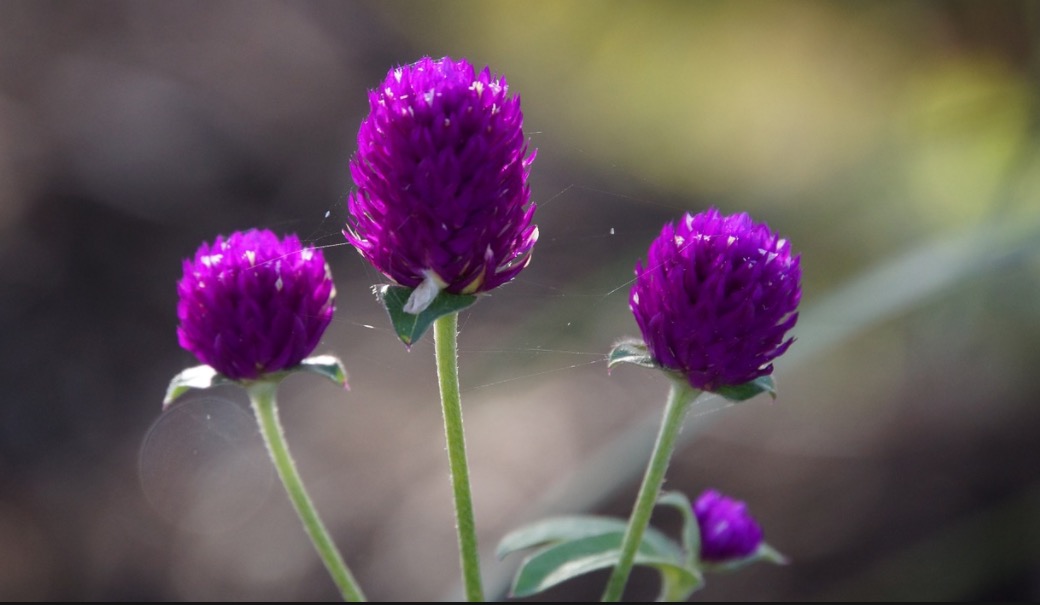 Infusão de flores alivia hemorragias menstruais 