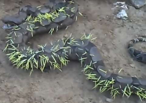 Cobra tenta comer porco-espinho e se dá mal. Veja vídeo  