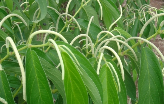 Planta perfuma a boca e combate o mau hálito 