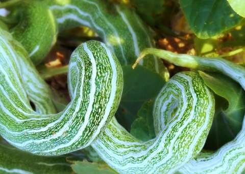 Planta conhecida como 'pepino de cobra' pode ser usada como laxante 