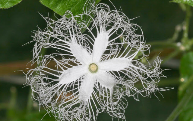 Planta conhecida como 'pepino de cobra' pode ser usada como laxante 