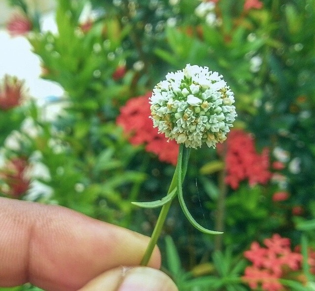 Usada na medicina caseira, conheça os benefícios da Vassourinha-de-Botão 