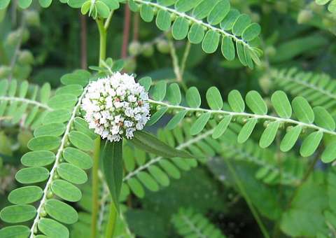 Usada na medicina caseira, conheça os benefícios da Vassourinha-de-Botão 