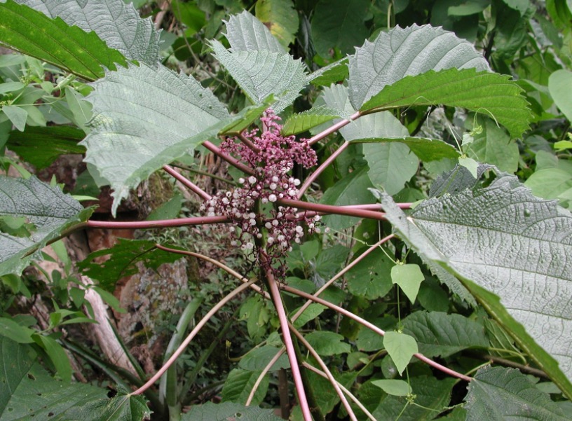 Com raiz e folhas medicinais, planta é indicada para tratar afta 