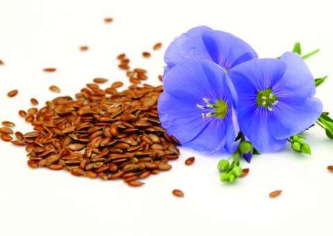 Sementes previnem tumores e aumentam a defesa do organismo 