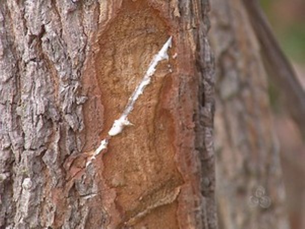 Árvore amazônica tem cascas, folhas e látex com grande uso medicinal 