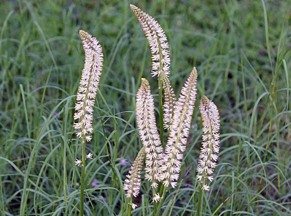 Conheça planta que pode combater rinite alérgica 