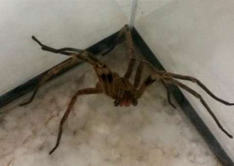 Pesquisa com veneno de aranha pode gerar remédio para disfunção erétil