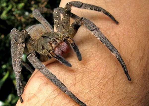 Veneno de aranha pode ser usado contra problemas de ereção