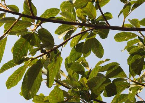 Leite de árvore pode ser remédio ou perigo para a saúde 