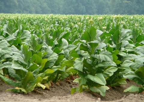 Tabaco tem uso medicinal com ação anti-inflamatória 