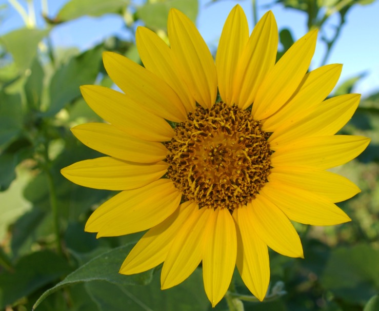 Extrato de planta pode ser usado para tratar hematomas, contusões e ferimentos 