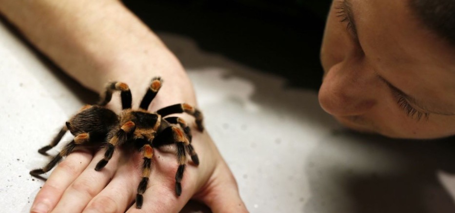 Veneno de aranha pode ser usado em remédio para disfunção erétil
