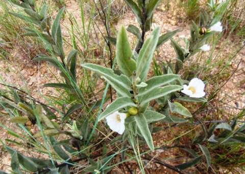 Conheça indicações para uso de planta Velame do Campo 