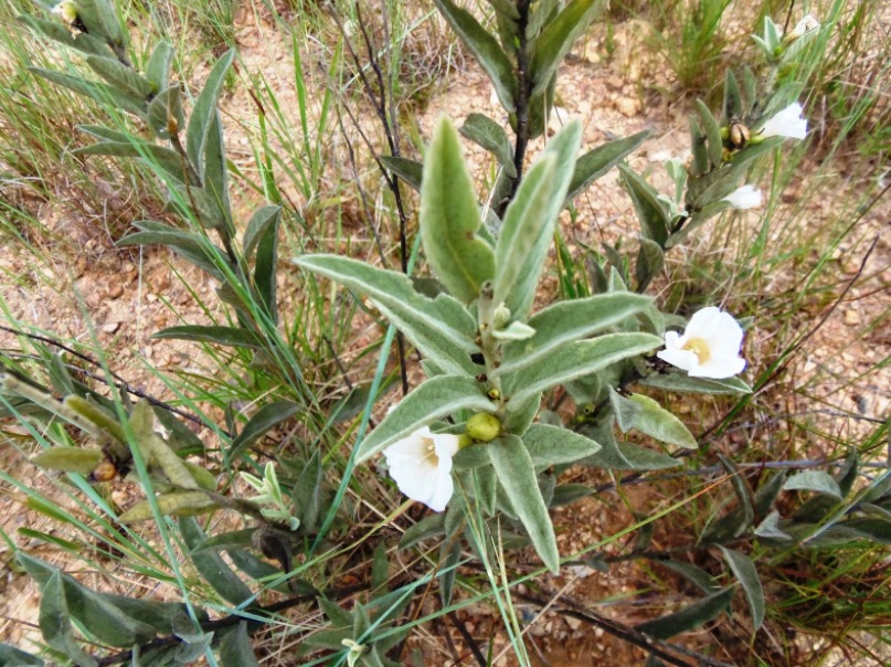 Conheça indicações para uso de planta Velame do Campo 