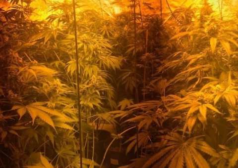 'Floresta de maconha’ é encontrada por policiais dentro de prédio 