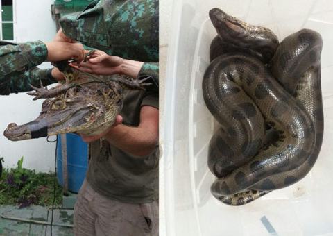 Batalhão Ambiental resgata sucuri e jacaré em Manaus